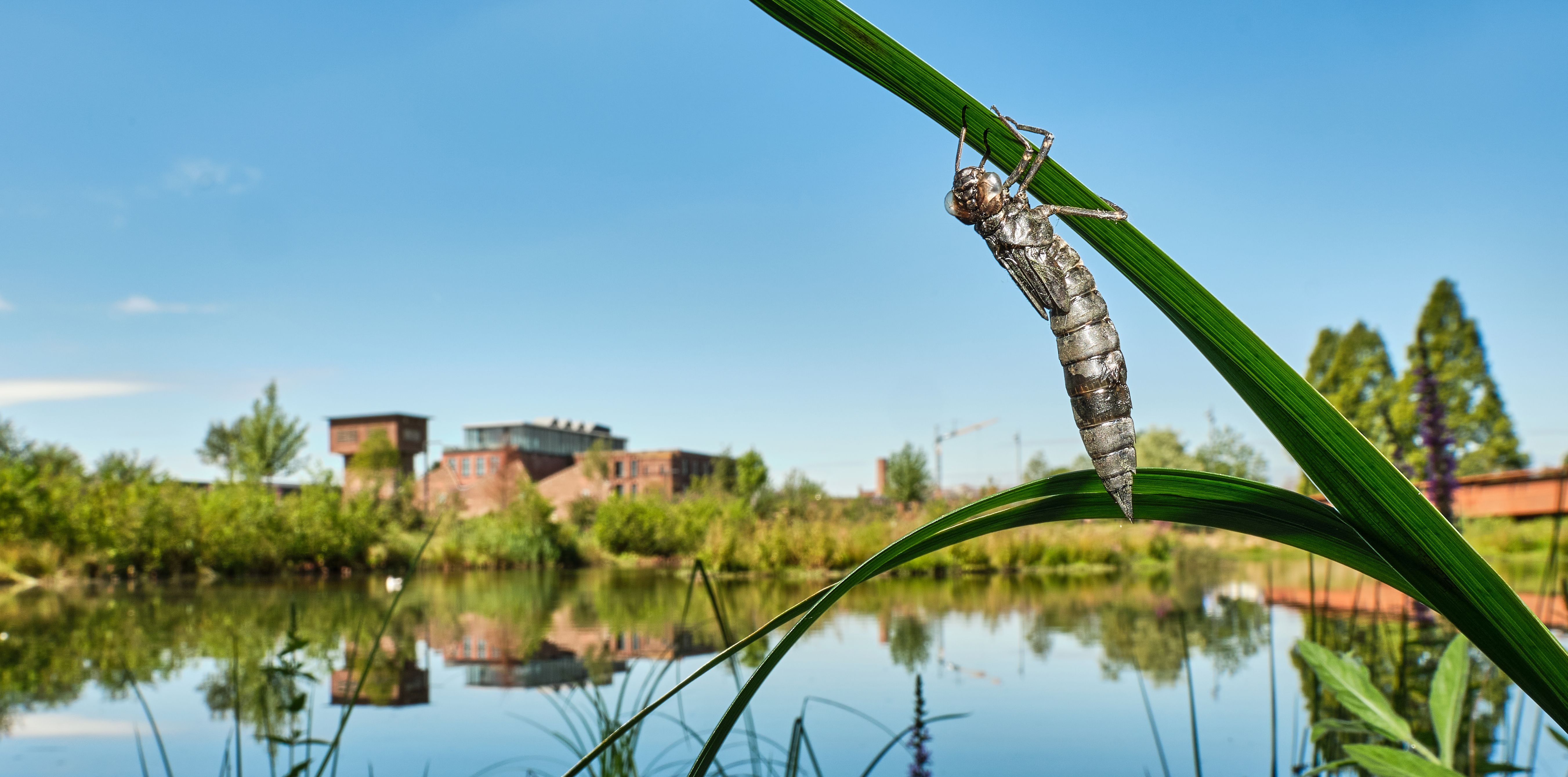 Larvenhaut einem Schilfgrasstengel am Ufer der Aa in Bocholt. Im Hintergrund die Spinnerei des Textilwerks. Foto: Klaus Rieboldt