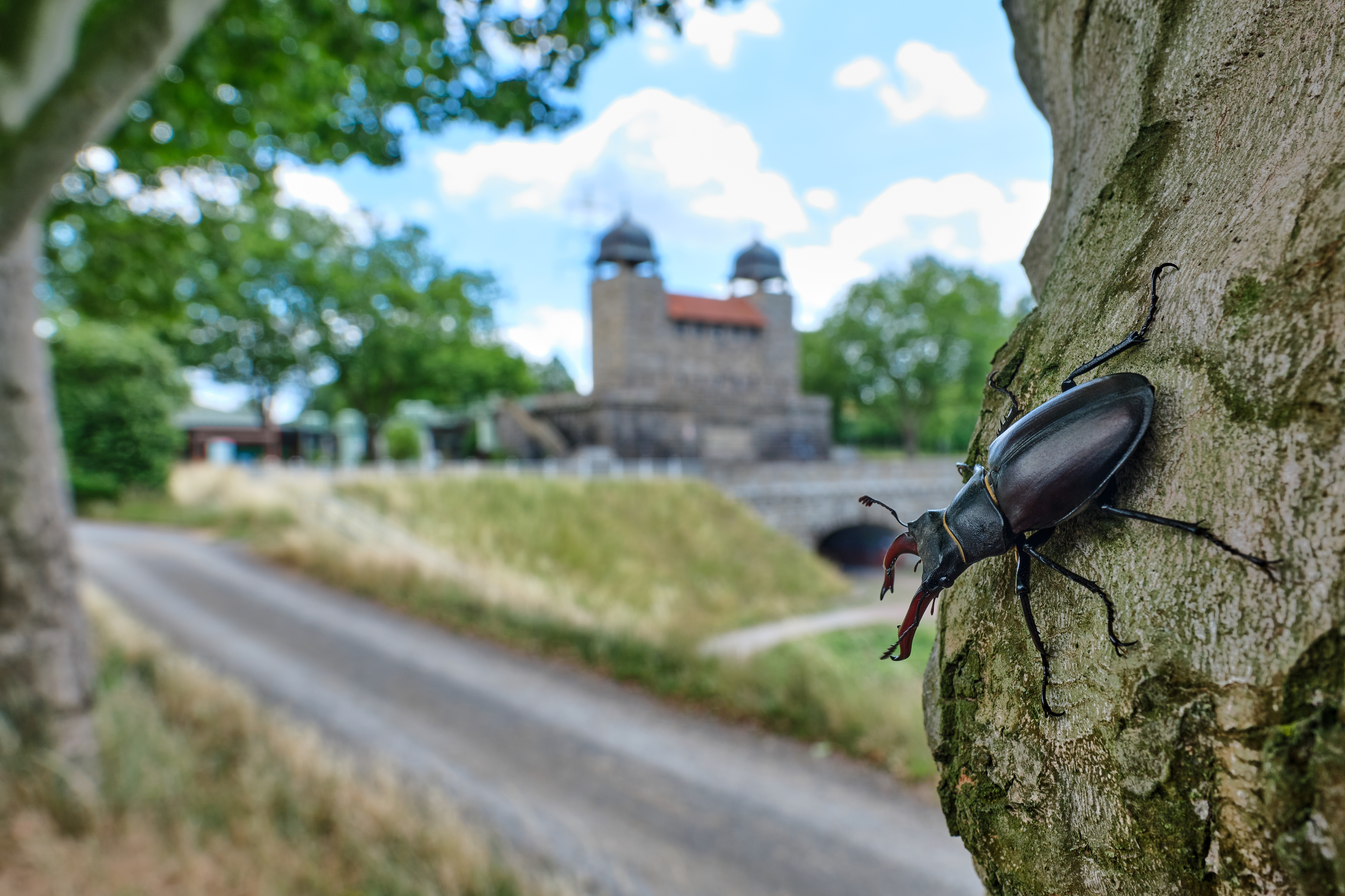 Hirschkäfer an einem Baumstamm, im Hintergrund das Schiffshebewerk Henrichenburg