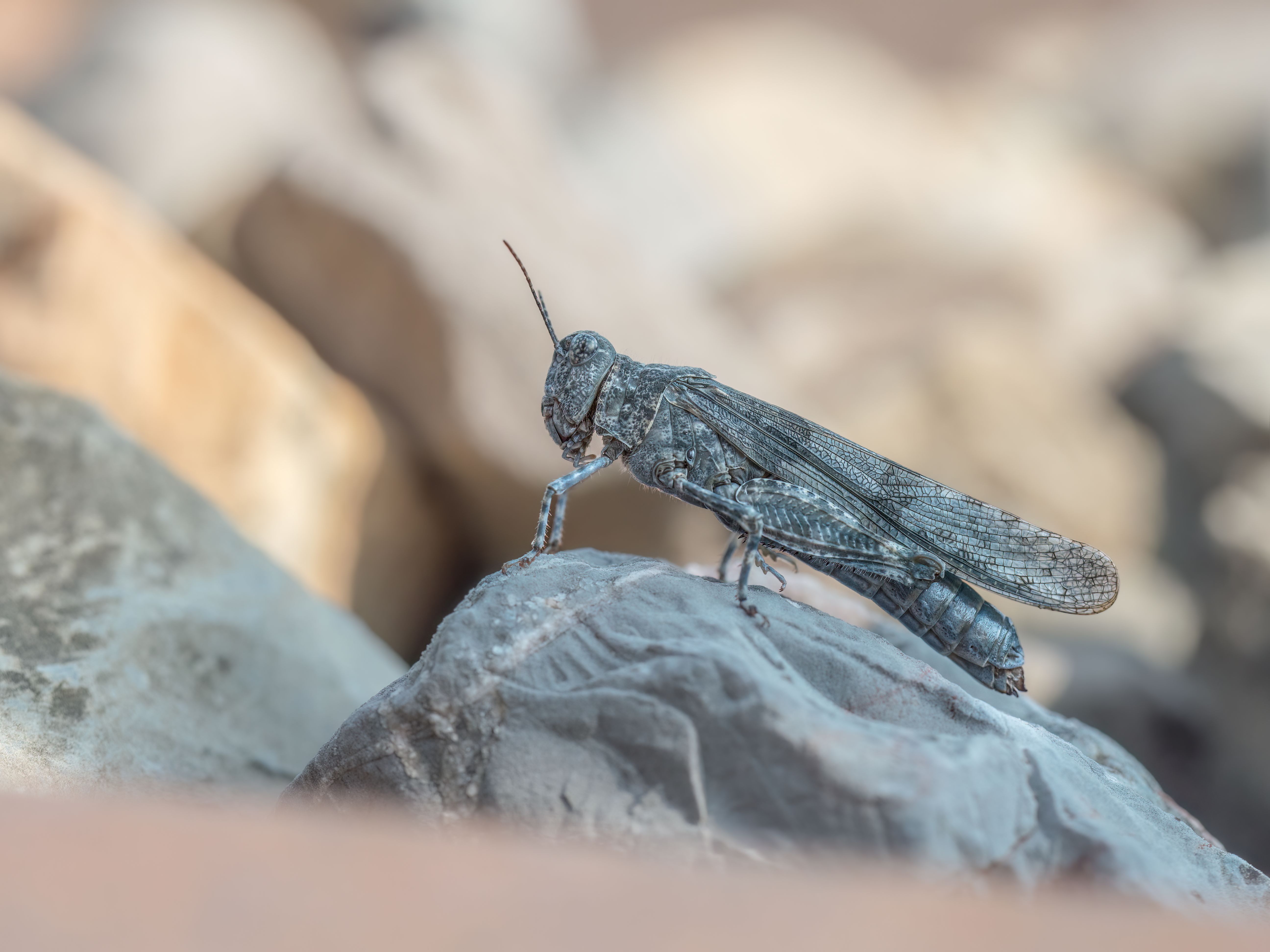 Ödlandschrecke auf einem Stein sitzend.