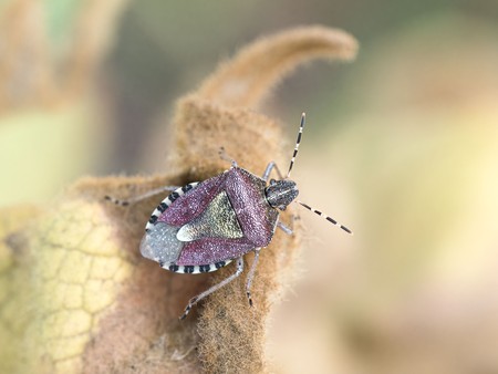 Beerenwanze auf einer bräunlichen Pflanze sitzend