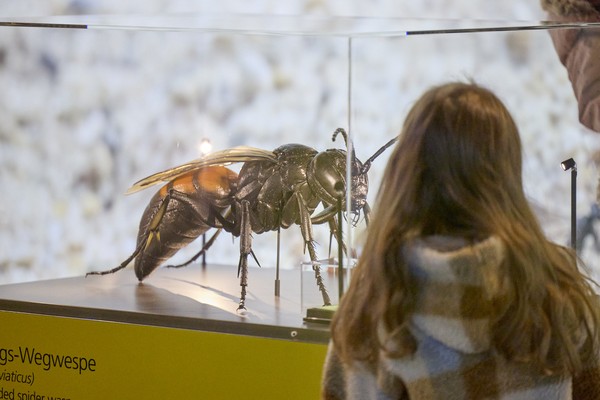 Mädchen steht vor einer Vitrine mit einem großem Insektenmodell