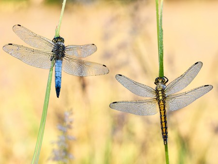 Blaupfeil (m und w), eine Libellelart, an jeweils einen grünen Halm sitzend