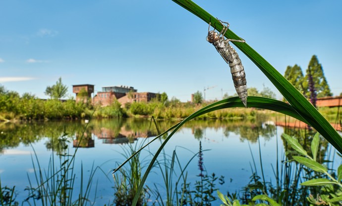Larvenhaut einer blaugrünen Mosaikjungfer an einem Halm