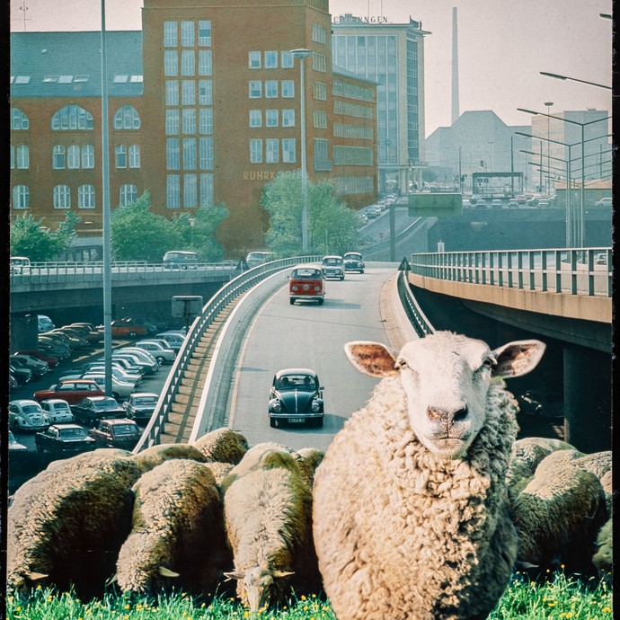Schafe auf einer Wiese vor einer Stadt im Ruhgebiet. (öffnet vergrößerte Bildansicht)
